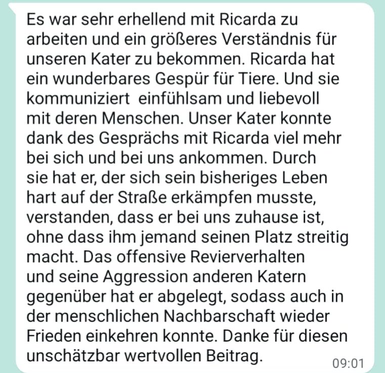 Erfahrungsbericht Tierkommunikation Ricarda Borse- Kater